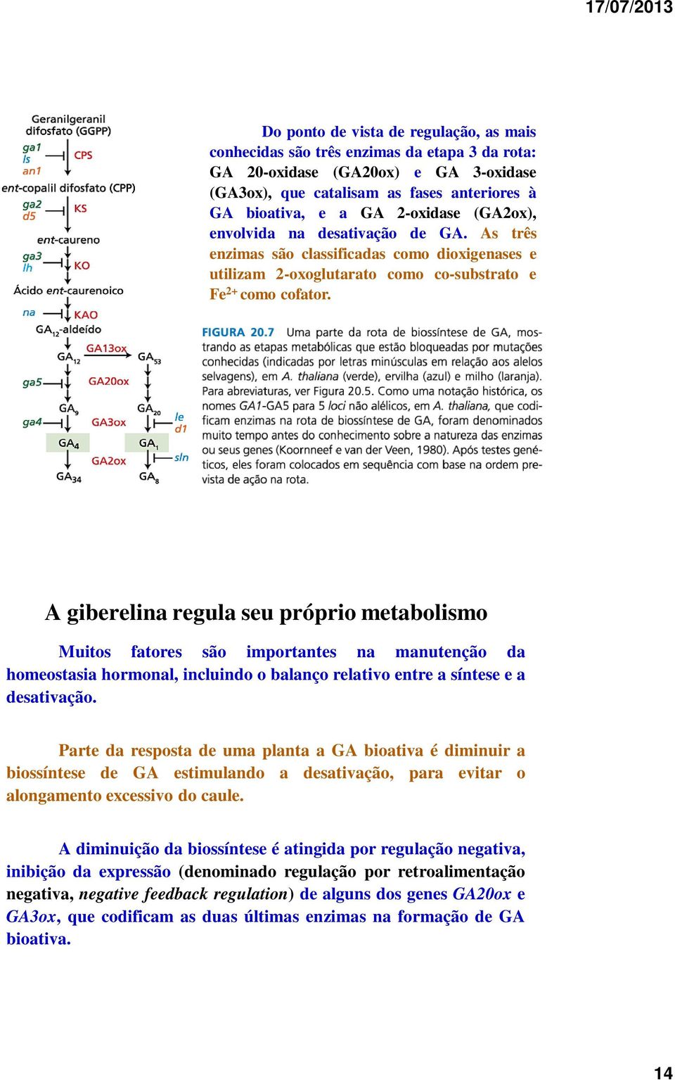 A giberelina regula seu próprio metabolismo Muitos fatores são importantes na manutenção da homeostasia hormonal, incluindo o balanço relativo entre a síntese e a desativação.