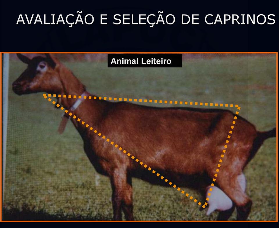 CAPRINOS