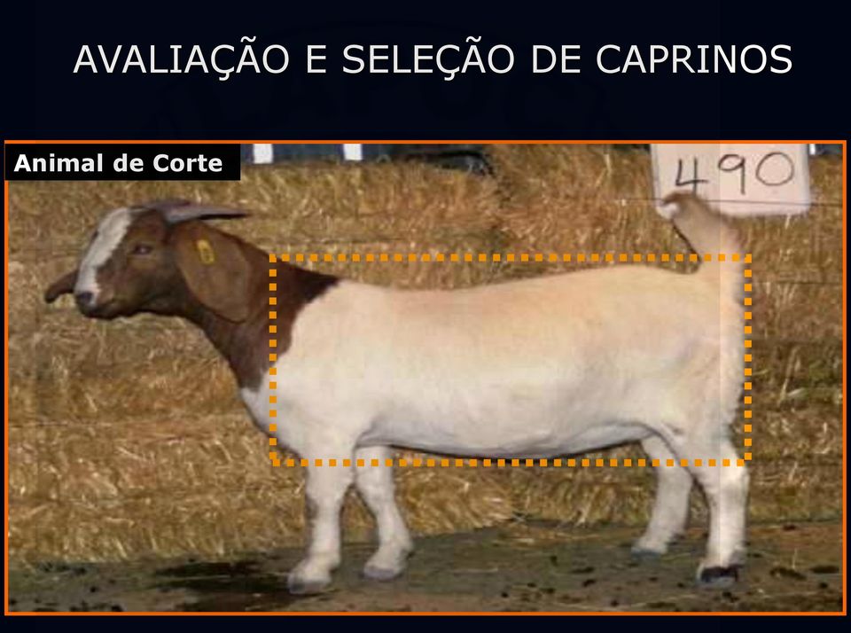 CAPRINOS