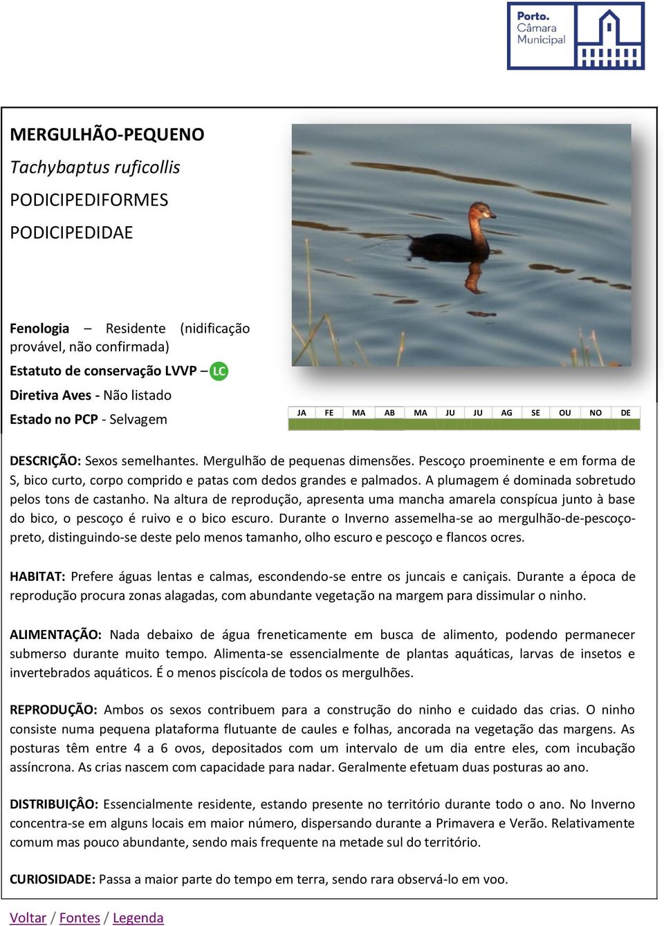 A plumagem é dominada sobretudo pelos tons de castanho. Na altura de reprodução, apresenta uma mancha amarela conspícua junto à base do bico, o pescoço é ruivo e o bico escuro.