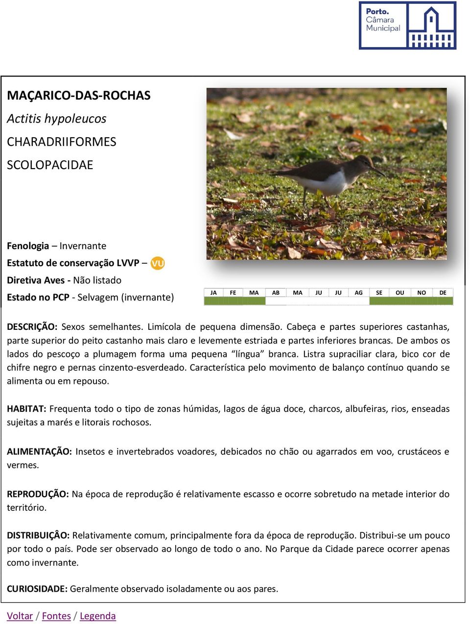 De ambos os lados do pescoço a plumagem forma uma pequena língua branca. Listra supraciliar clara, bico cor de chifre negro e pernas cinzento-esverdeado.