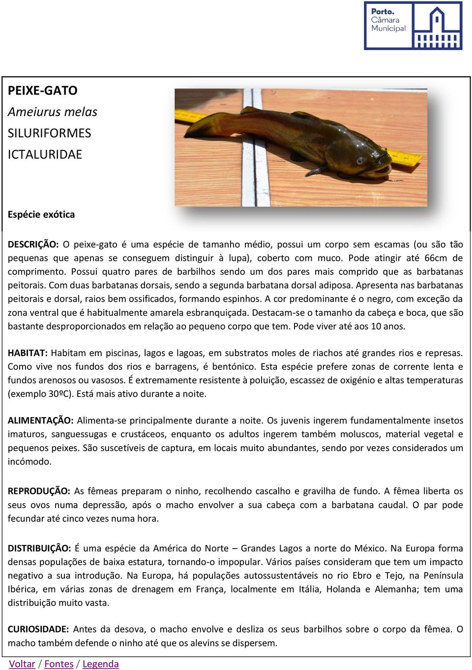 Com duas barbatanas dorsais, sendo a segunda barbatana dorsal adiposa. Apresenta nas barbatanas peitorais e dorsal, raios bem ossificados, formando espinhos.