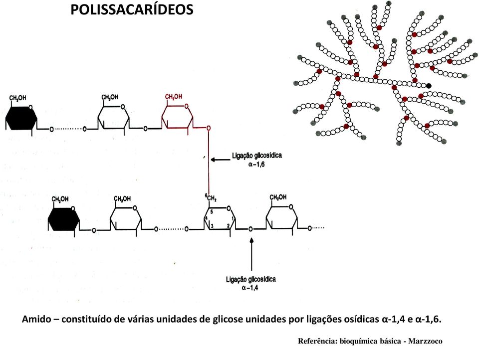 por ligações osídicas α-1,4 e α-1,6.