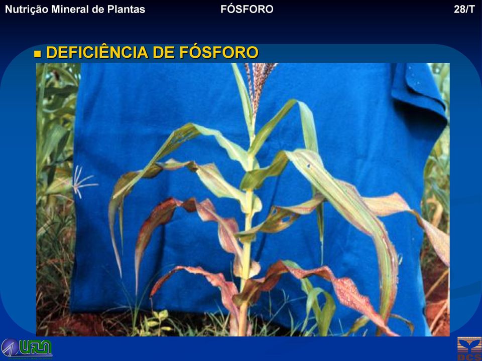 Plantas FÓSFORO