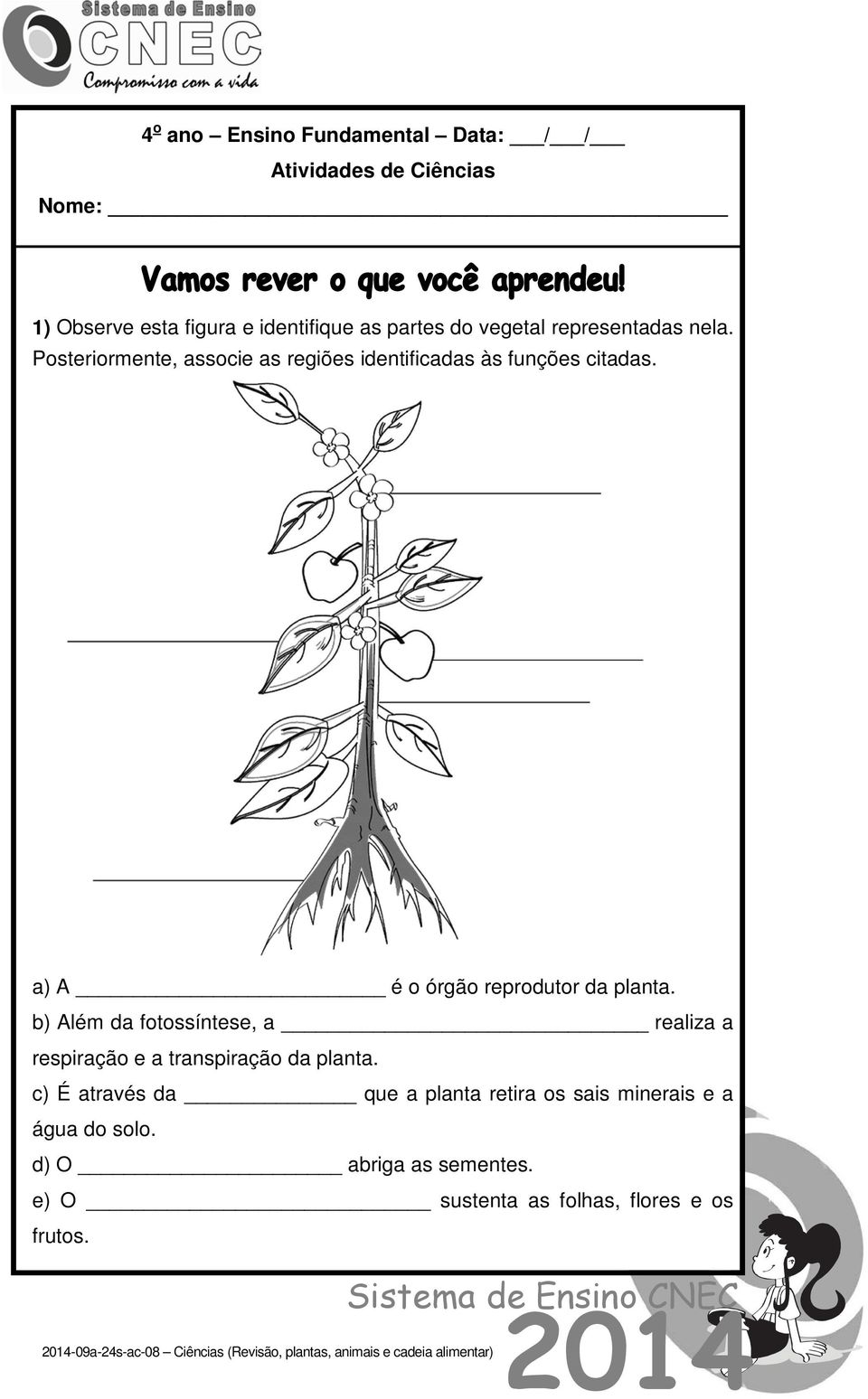 a) A é o órgão reprodutor da planta. b) Além da fotossíntese, a realiza a respiração e a transpiração da planta.