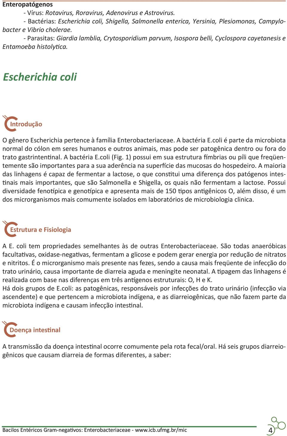 Escherichia coli Introdução O gênero Escherichia pertence à família Enterobacteriaceae. A bactéria E.