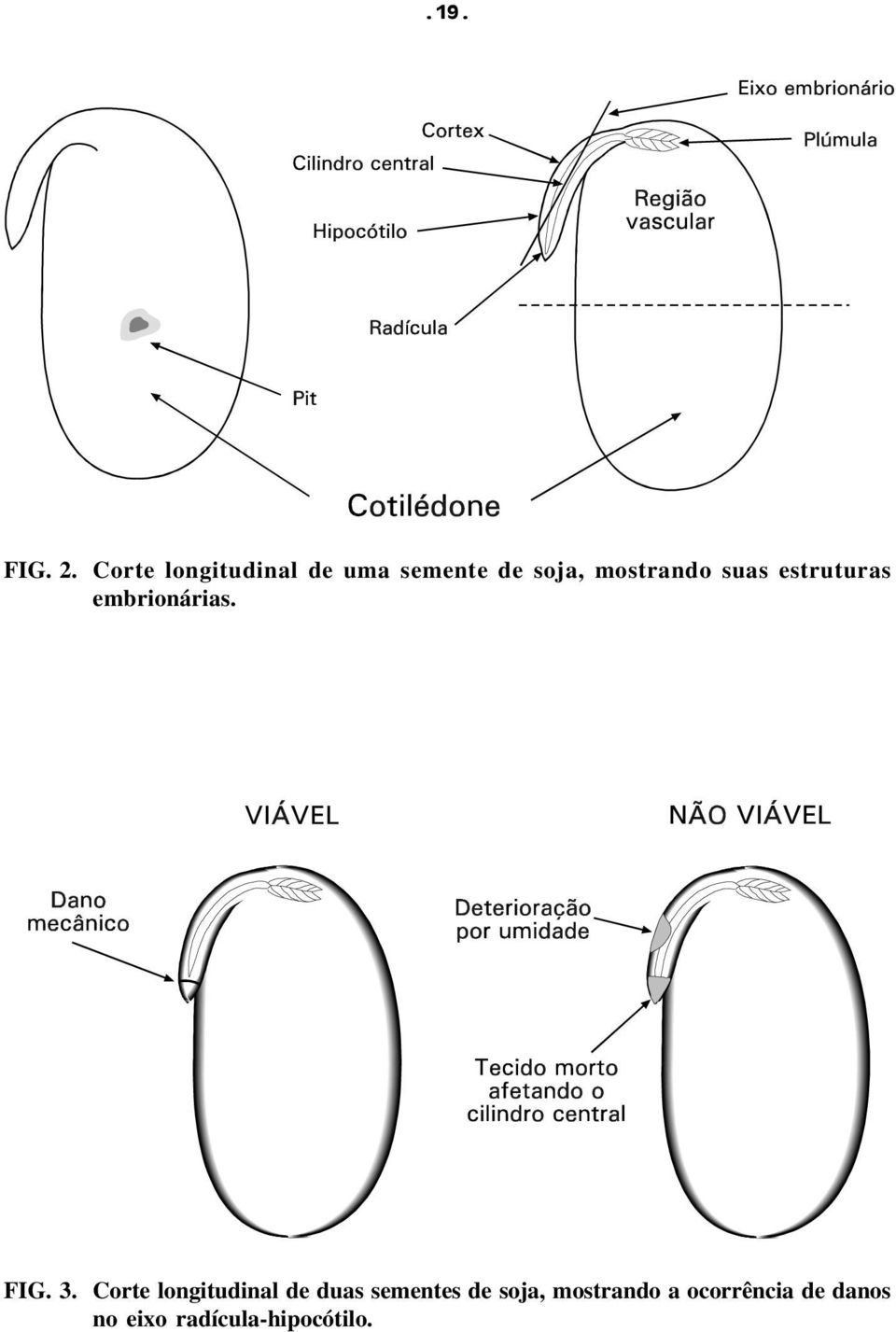 suas estruturas embrionárias. FIG. 3.