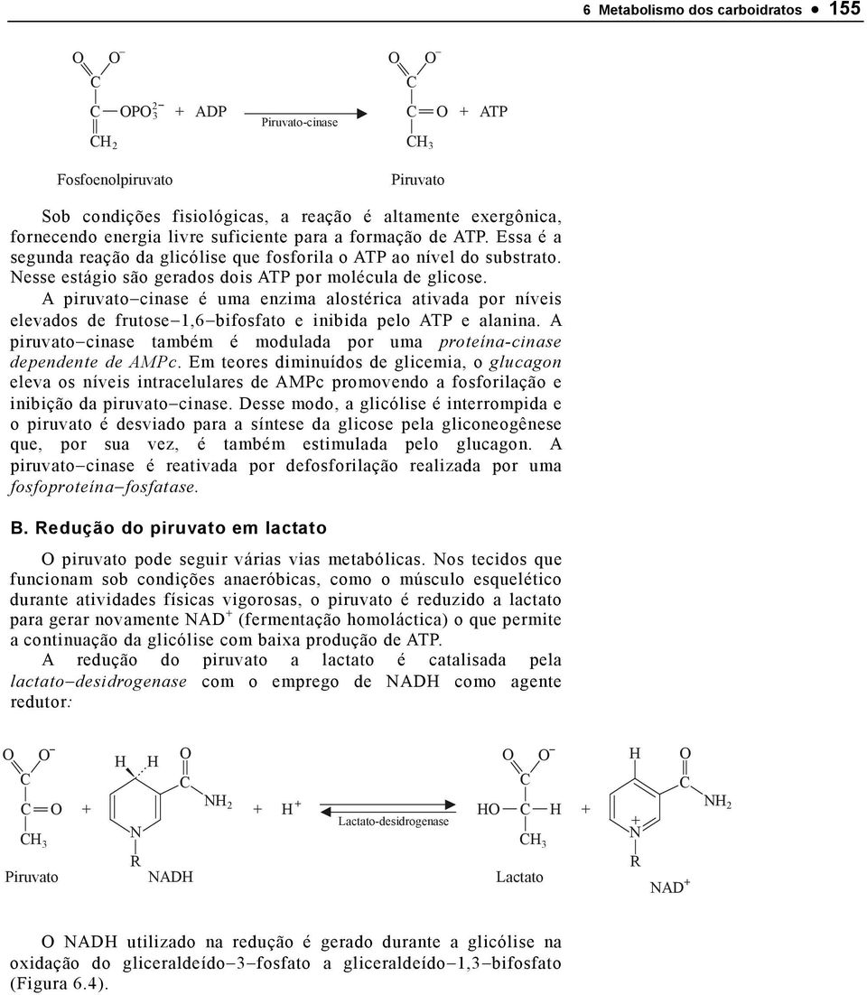 A piruvato cinase é uma enzima alostérica ativada por níveis elevados de frutose 1,6 bifosfato e inibida pelo ATP e alanina.