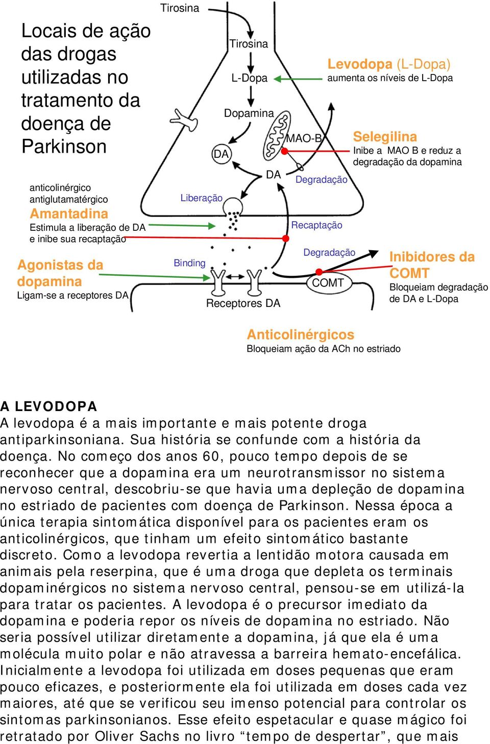 Inibe a MAO B e reduz a degradação da dopamina Inibidores da COMT Bloqueiam degradação de DA e L-Dopa Anticolinérgicos Bloqueiam ação da ACh no estriado A LEVODOPA A levodopa é a mais importante e