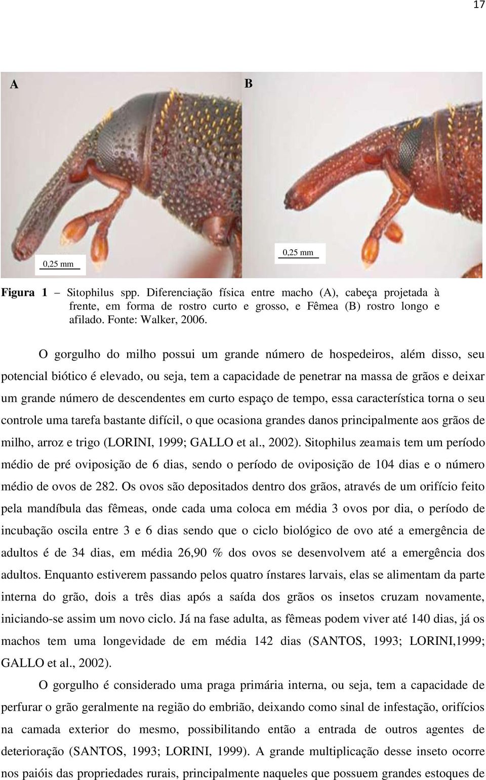 O gorgulho do milho possui um grande número de hospedeiros, além disso, seu potencial biótico é elevado, ou seja, tem a capacidade de penetrar na massa de grãos e deixar um grande número de