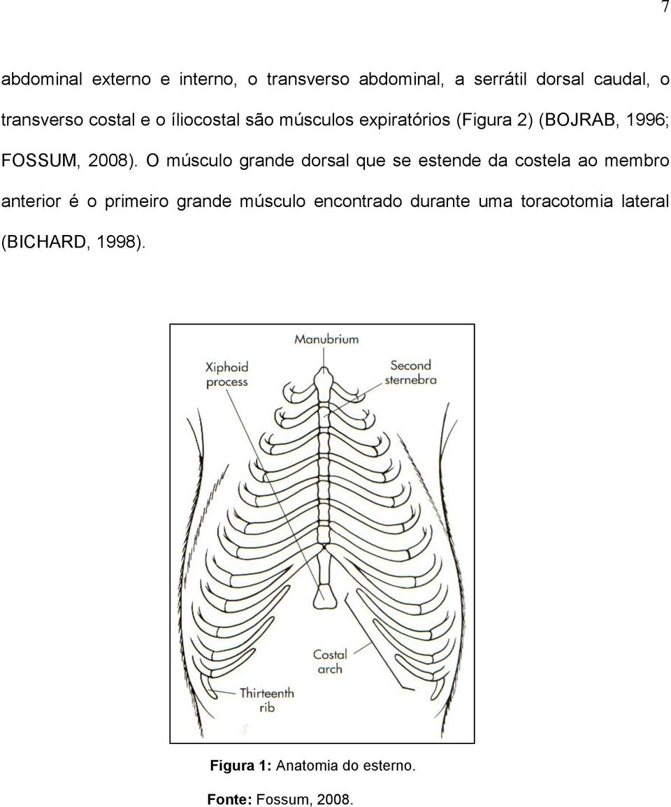 O músculo grande dorsal que se estende da costela ao membro anterior é o primeiro grande músculo