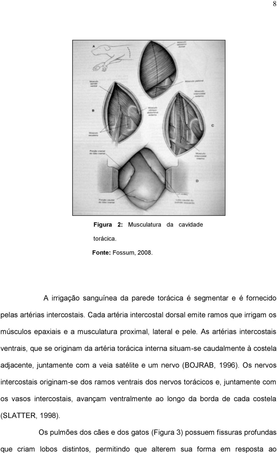 As artérias intercostais ventrais, que se originam da artéria torácica interna situam-se caudalmente à costela adjacente, juntamente com a veia satélite e um nervo (BOJRAB, 1996).