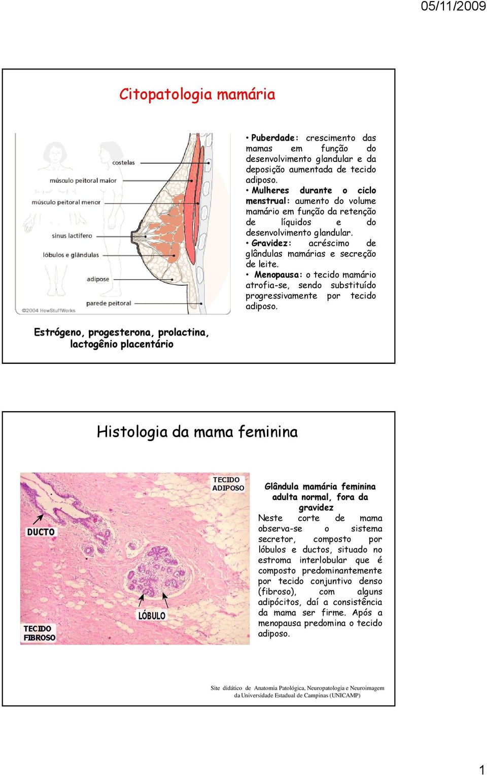 Menopausa: o tecido mamário atrofia-se, sendo substituído progressivamente por tecido adiposo.