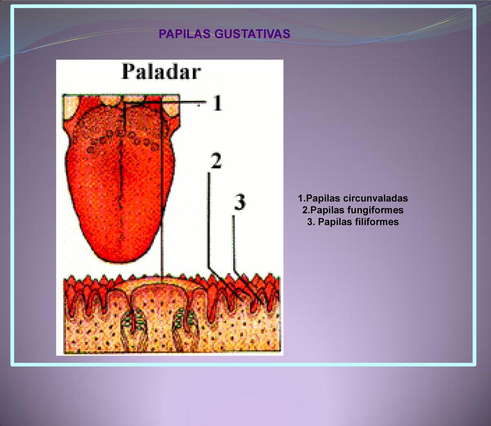 2.Papilas fungiformes