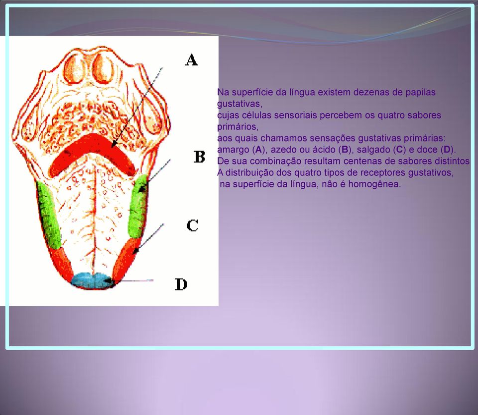 ou ácido (B), salgado (C) e doce (D). De sua combinação resultam centenas de sabores distintos.