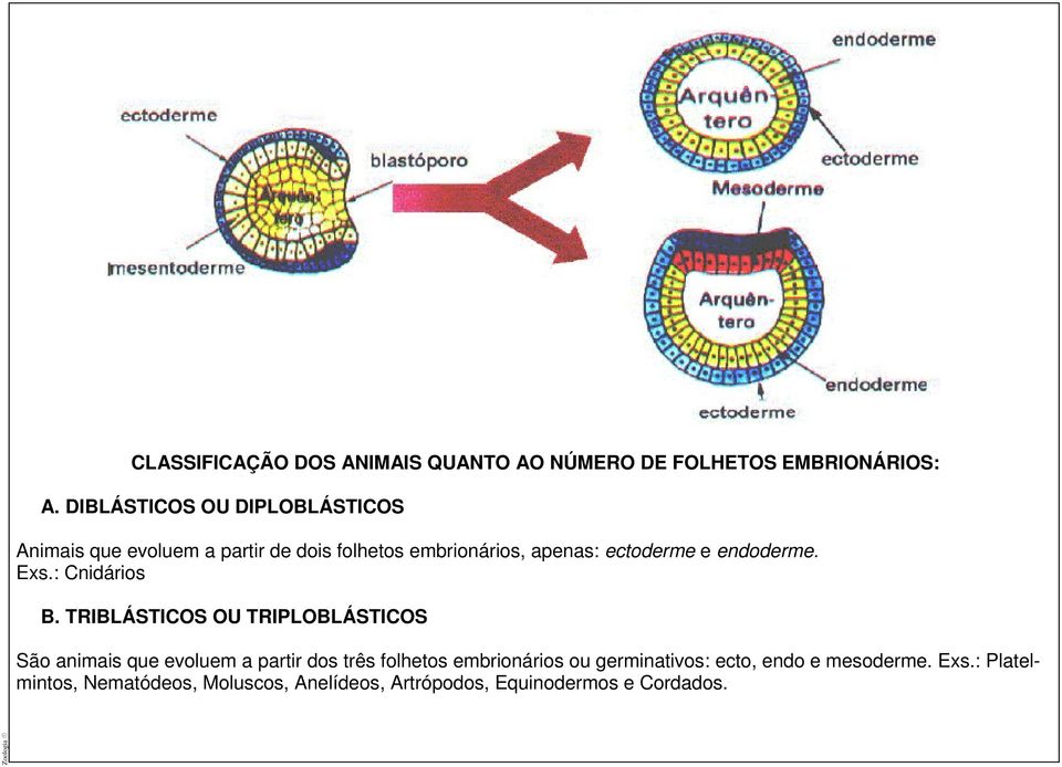 endoderme. Exs.: Cnidários B.