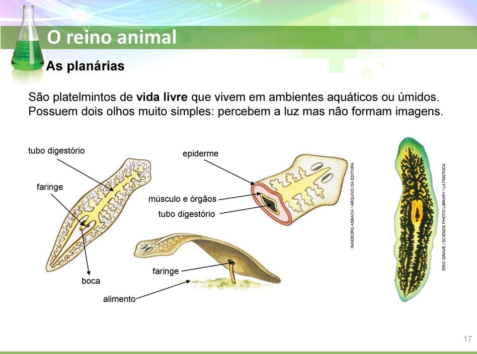 aquáticos ou úmidos.