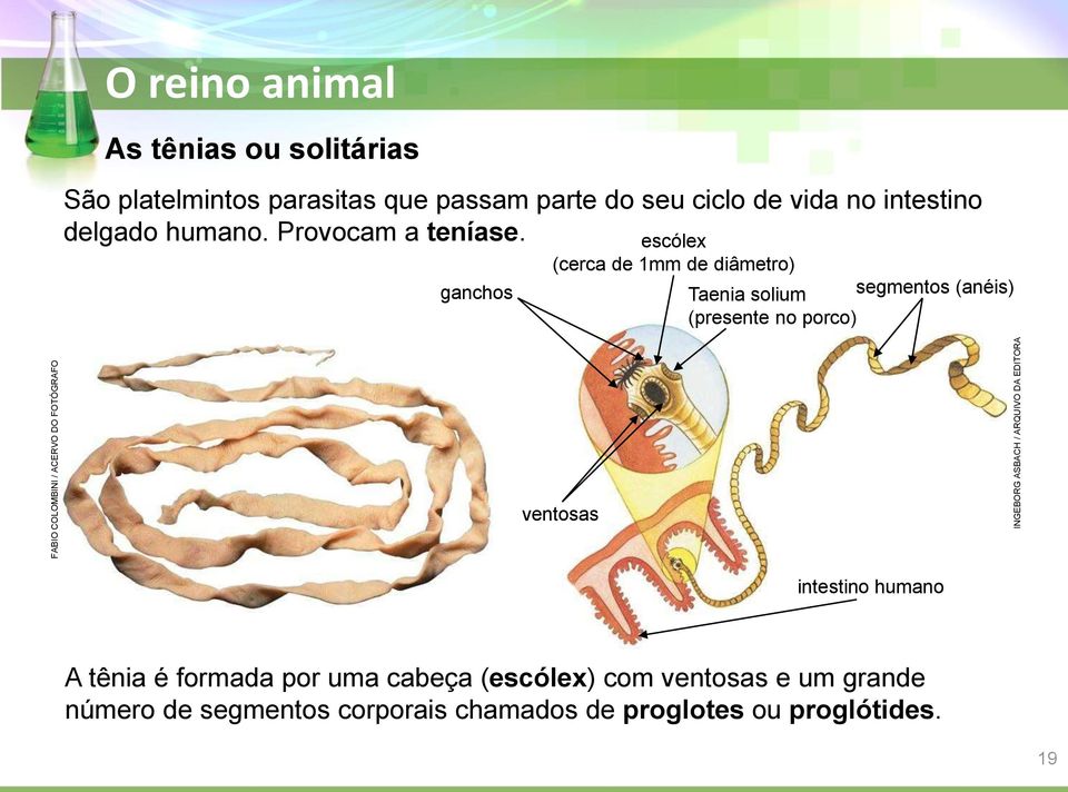 ganchos escólex (cerca de 1mm de diâmetro) Taenia solium (presente no porco) segmentos (anéis) ventosas intestino