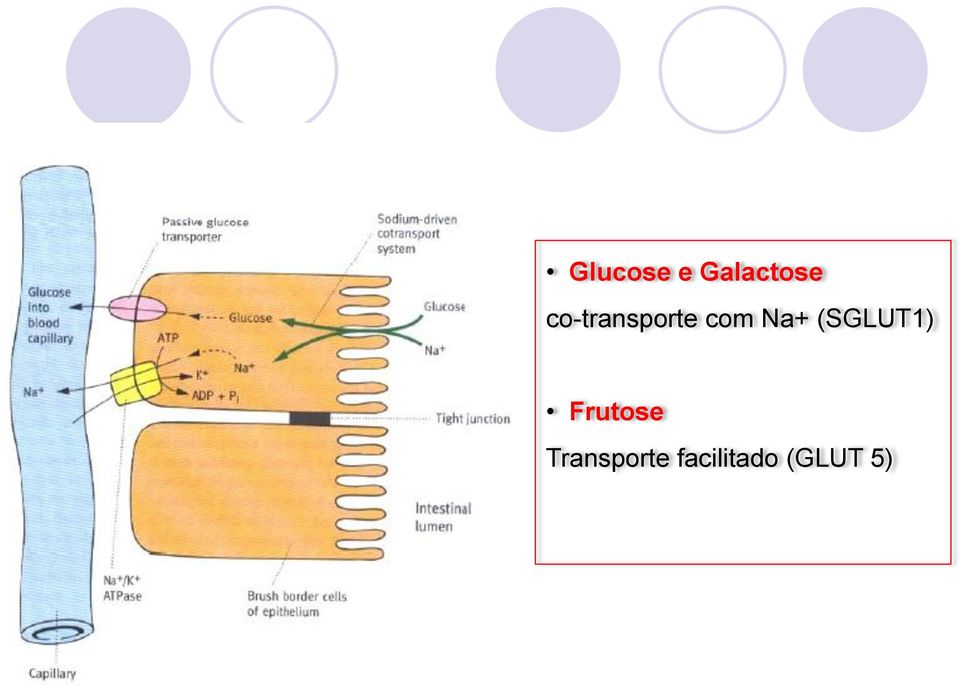 (SGLUT1) Frutose