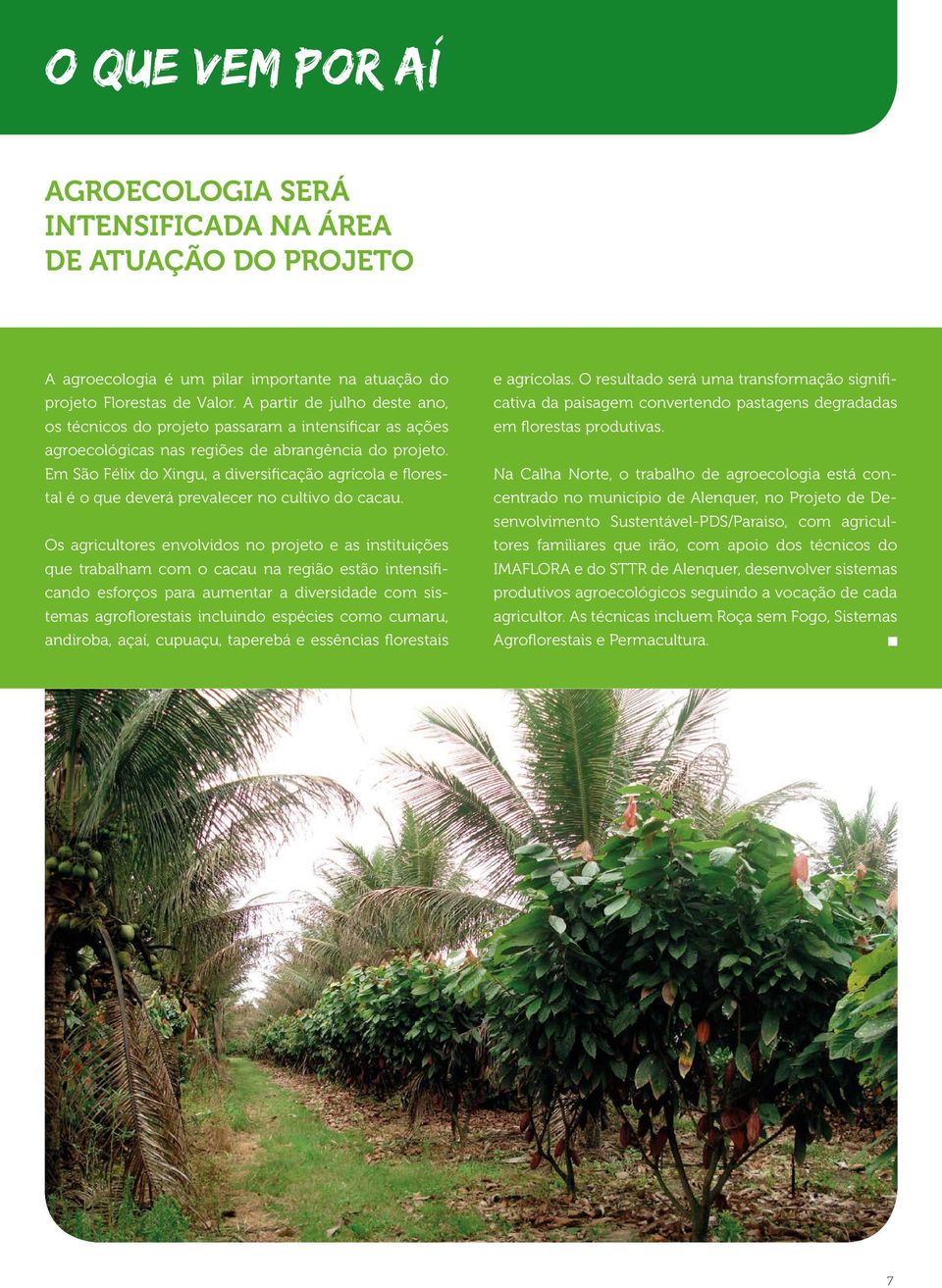 Em São Félix do Xingu, a diversificação agrícola e florestal é o que deverá prevalecer no cultivo do cacau.