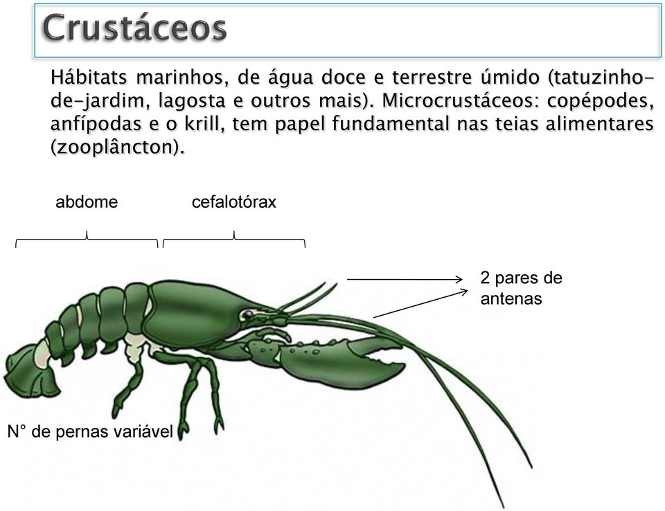 Microcrustáceos: copépodes, anfípodas e o krill, tem papel