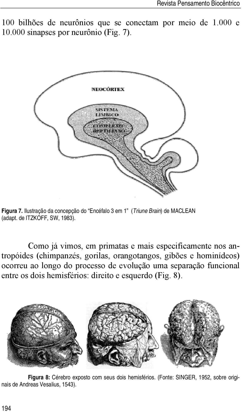 Como já vimos, em primatas e mais especificamente nos antropóides (chimpanzés, gorilas, orangotangos, gibões e hominídeos) ocorreu ao longo do processo