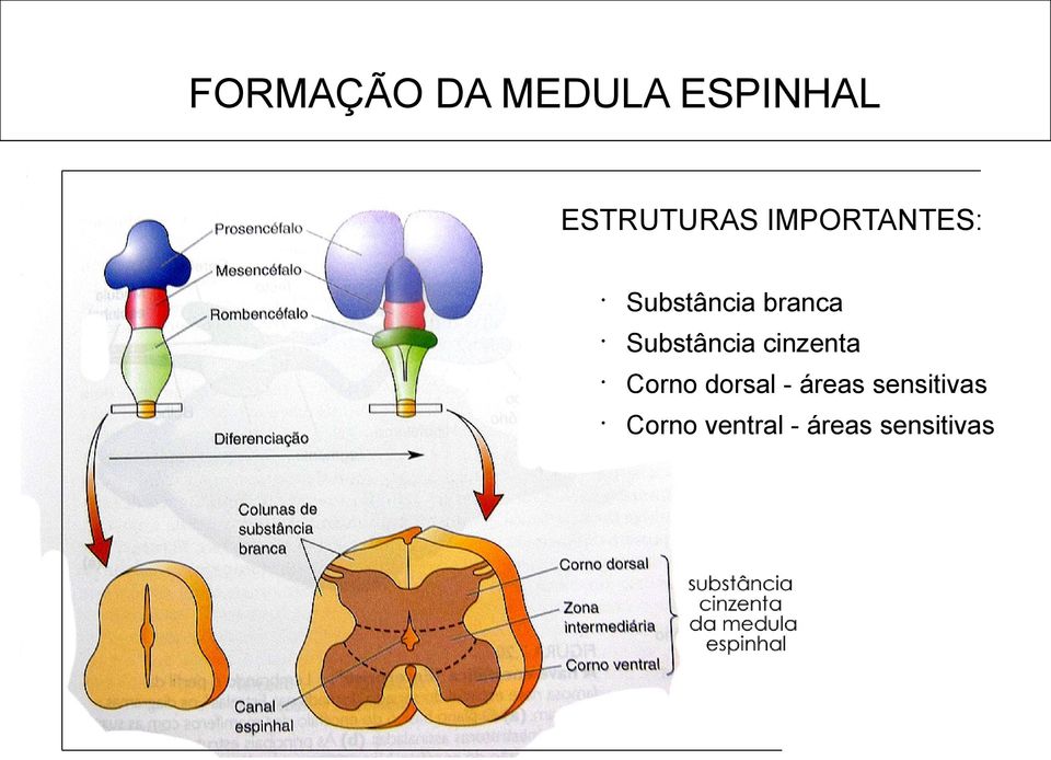 Substância cinzenta Corno dorsal -