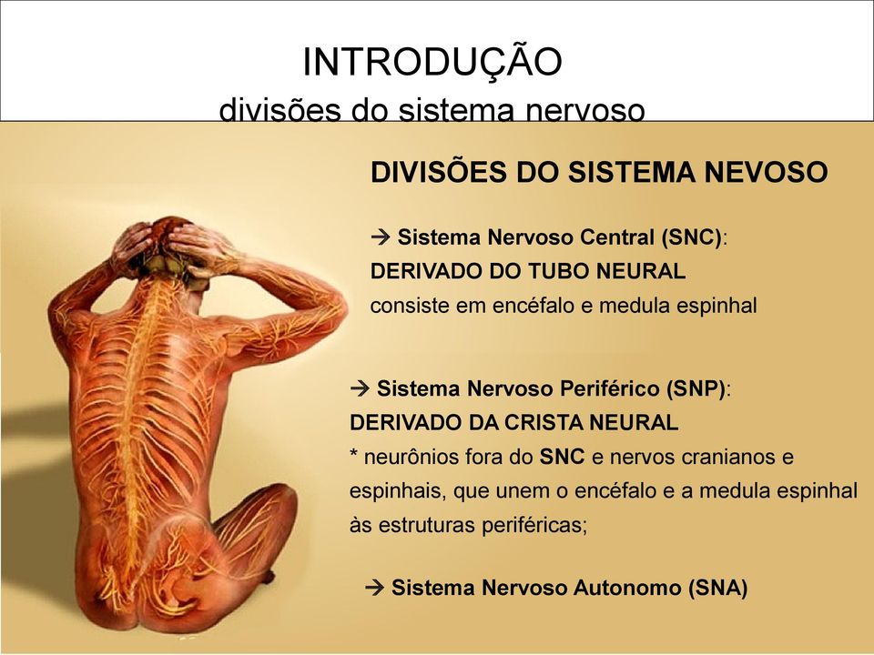 Periférico (SNP): DERIVADO DA CRISTA NEURAL * neurônios fora do SNC e nervos cranianos e