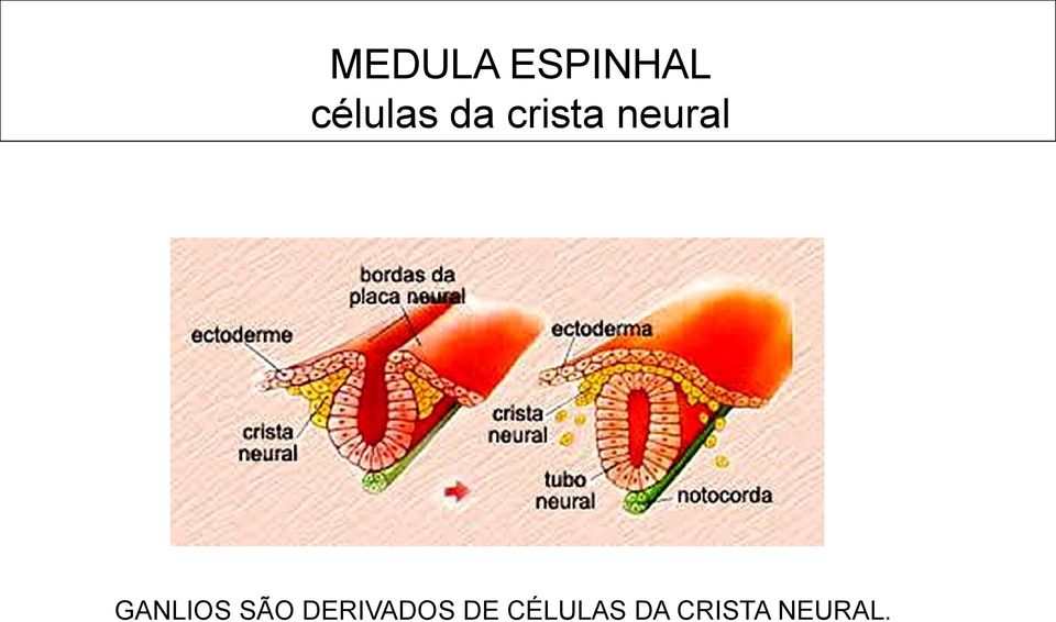neural GANLIOS SÃO