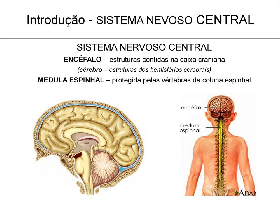 craniana (cérebro estruturas dos hemisférios