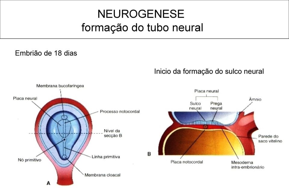 de 18 dias Inicio da