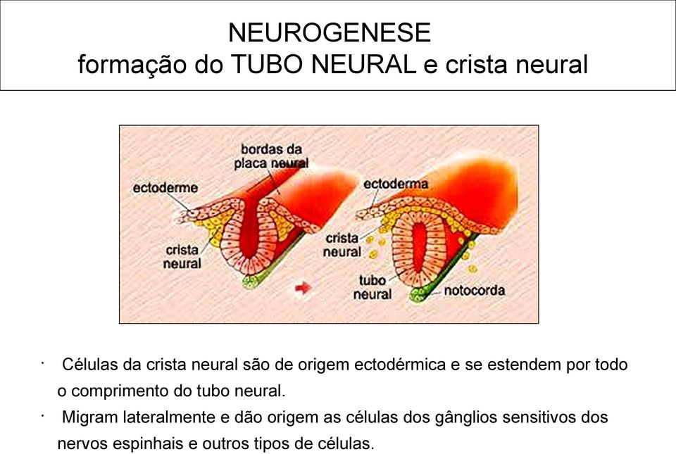 comprimento do tubo neural.