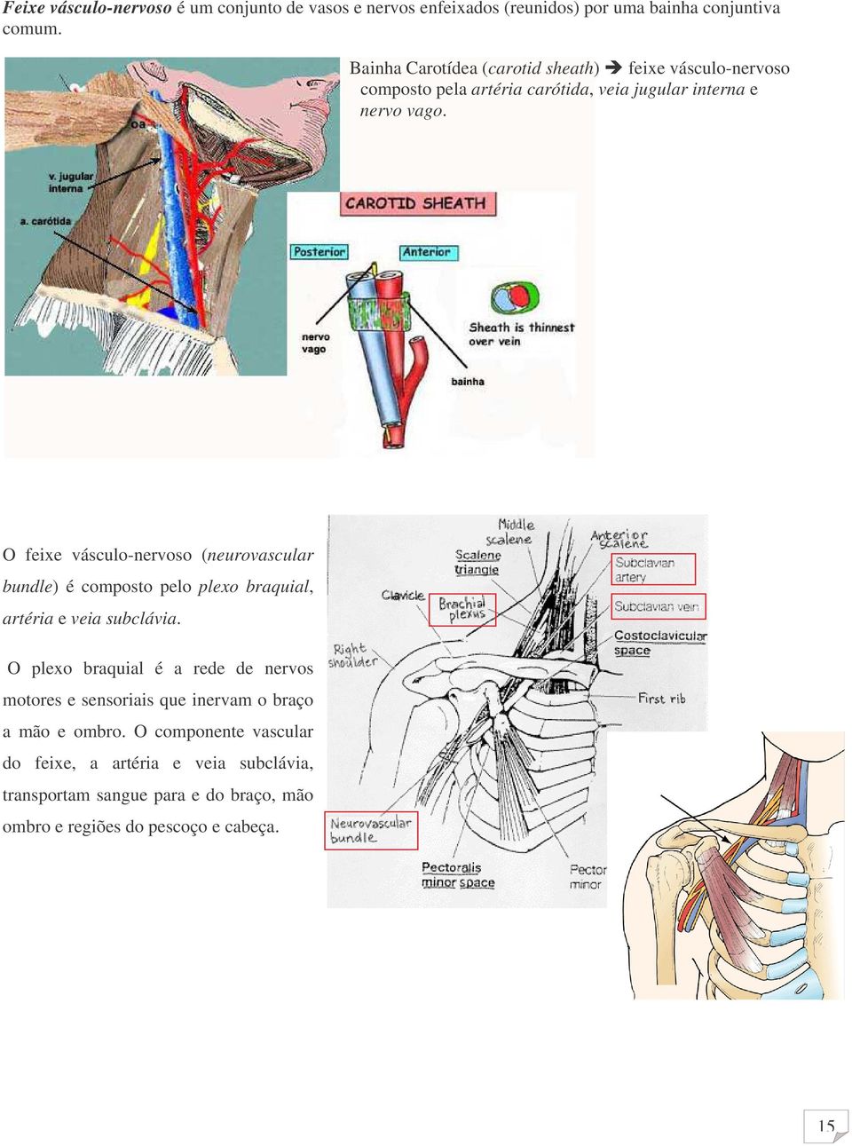 O feixe vásculo-nervoso (neurovascular bundle) é composto pelo plexo braquial, artéria e veia subclávia.