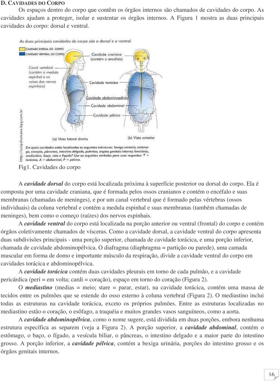 Ela é composta por uma cavidade craniana, que é formada pelos ossos cranianos e contém o encéfalo e suas membranas (chamadas de meninges), e por um canal vertebral que é formado pelas vértebras