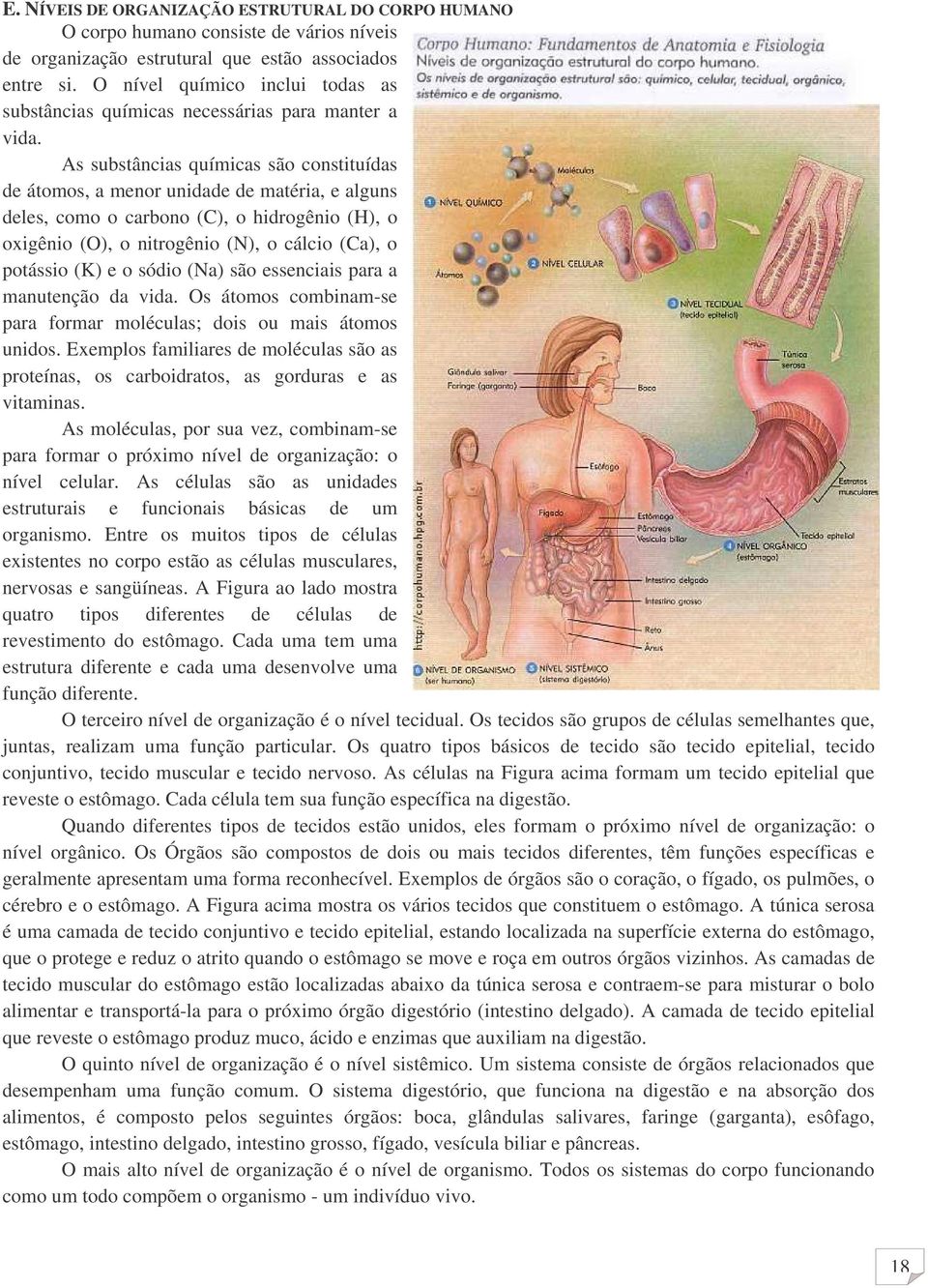 As substâncias químicas são constituídas de átomos, a menor unidade de matéria, e alguns deles, como o carbono (C), o hidrogênio (H), o oxigênio (O), o nitrogênio (N), o cálcio (Ca), o potássio (K) e