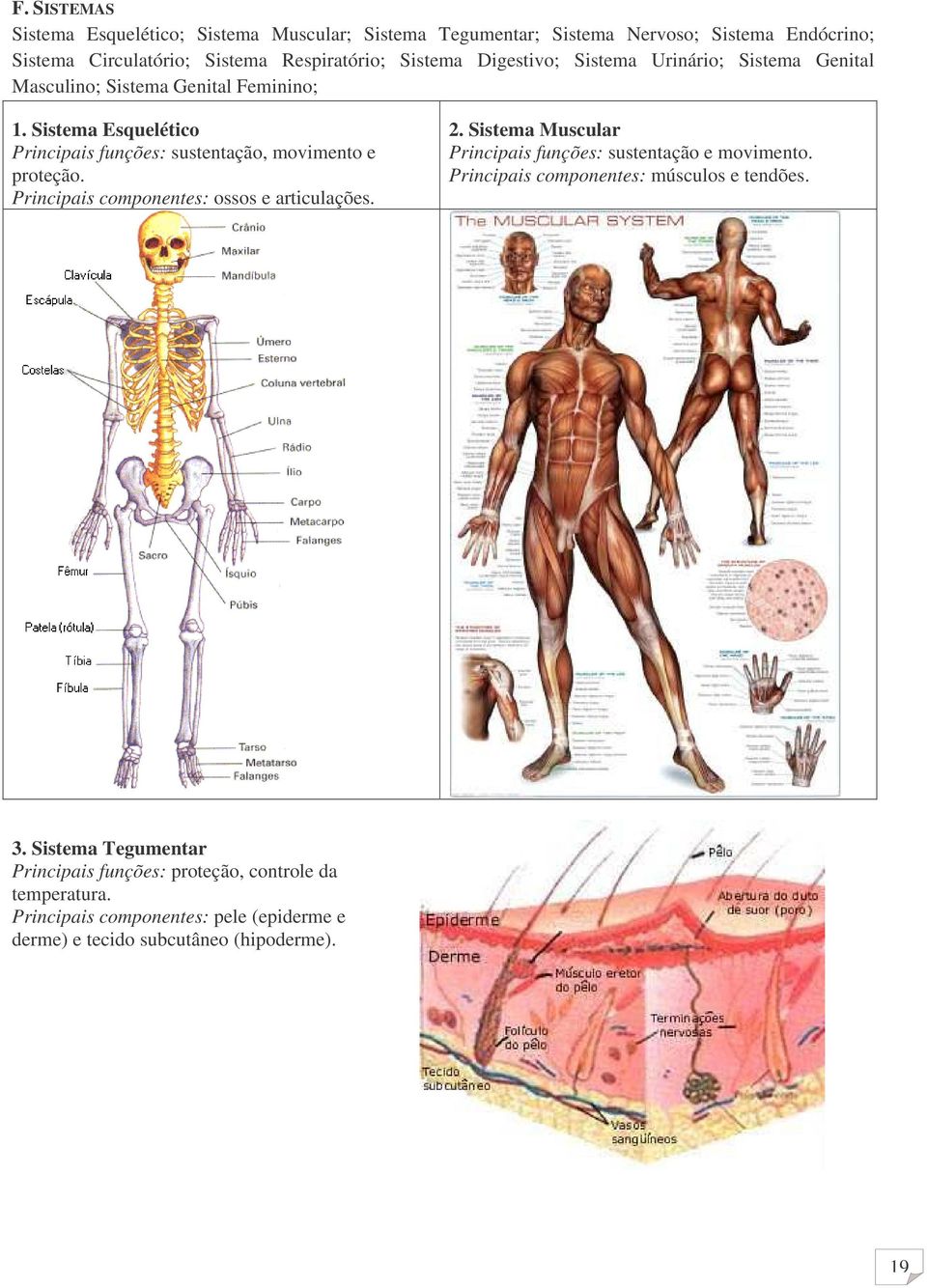 Principais componentes: ossos e articulações. 2. Sistema Muscular Principais funções: sustentação e movimento. Principais componentes: músculos e tendões. 3.