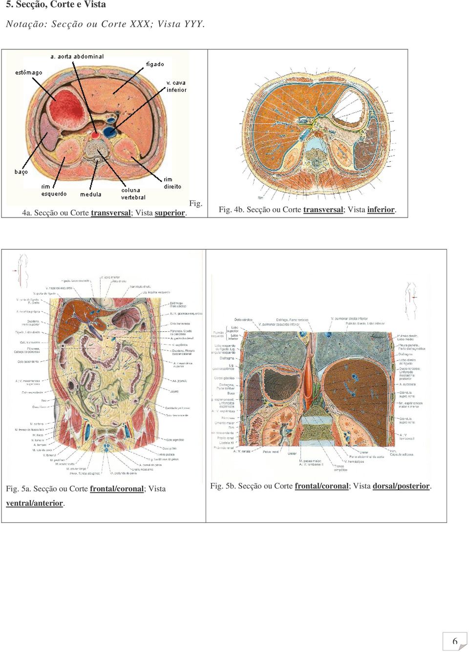 Secção ou Corte frontal/coronal; Vista Fig. Fig. 4b.