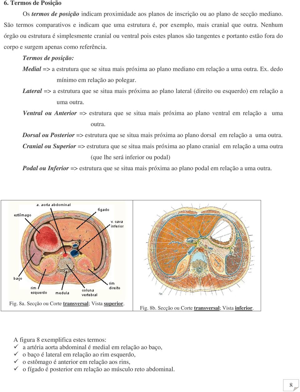 Nenhum órgão ou estrutura é simplesmente cranial ou ventral pois estes planos são tangentes e portanto estão fora do corpo e surgem apenas como referência.