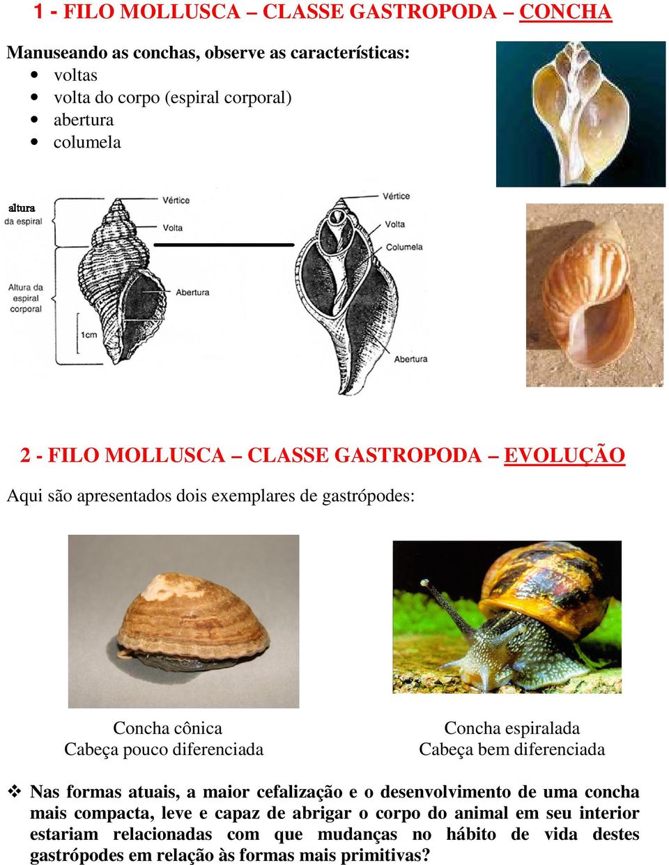 Concha espiralada Cabeça bem diferenciada Nas formas atuais, a maior cefalização e o desenvolvimento de uma concha mais compacta, leve e capaz de