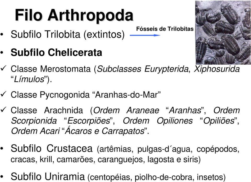 Classe Pycnogonida Aranhas-do-Mar Classe Arachnida (Ordem Araneae Aranhas, Ordem Scorpionida Escorpiões, Ordem Opiliones