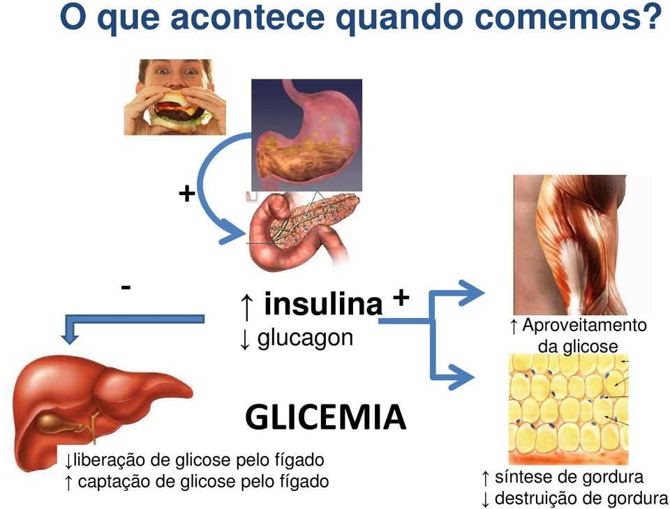 glicose GLICEMIA liberação de glicose pelo