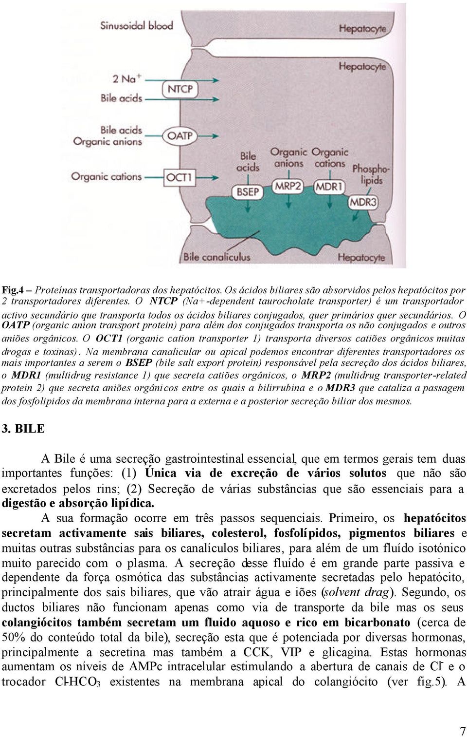 O OATP (organic anion transport protein) para além dos conjugados transporta os não conjugados e outros aniões orgânicos.