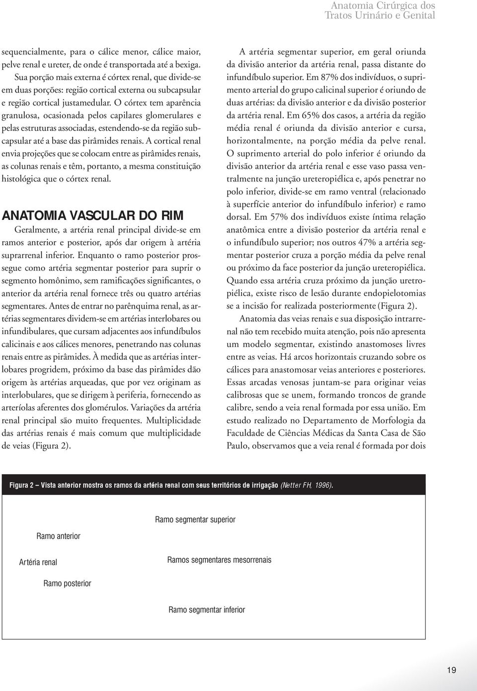 O córtex tem aparência granulosa, ocasionada pelos capilares glomerulares e pelas estruturas associadas, estendendo-se da região subcapsular até a base das pirâmides renais.