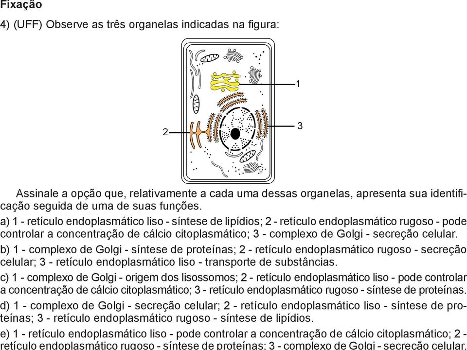 b) 1 - complexo de Golgi - síntese de proteínas; 2 - retículo endoplasmático rugoso - secreção celular; 3 - retículo endoplasmático liso - transporte de substâncias.