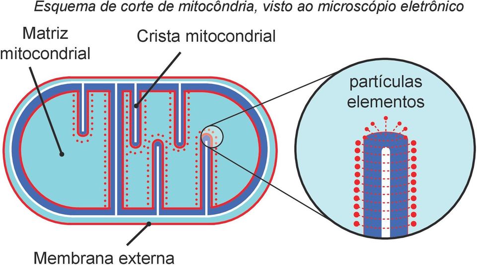 Matriz mitocondrial Crista