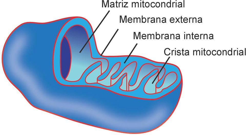 Membrana externa