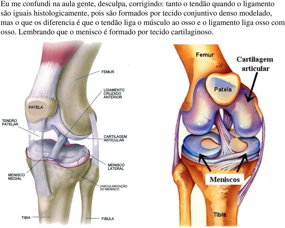 denso modelado, mas o que os diferencia é que o tendão liga o músculo ao osso e o