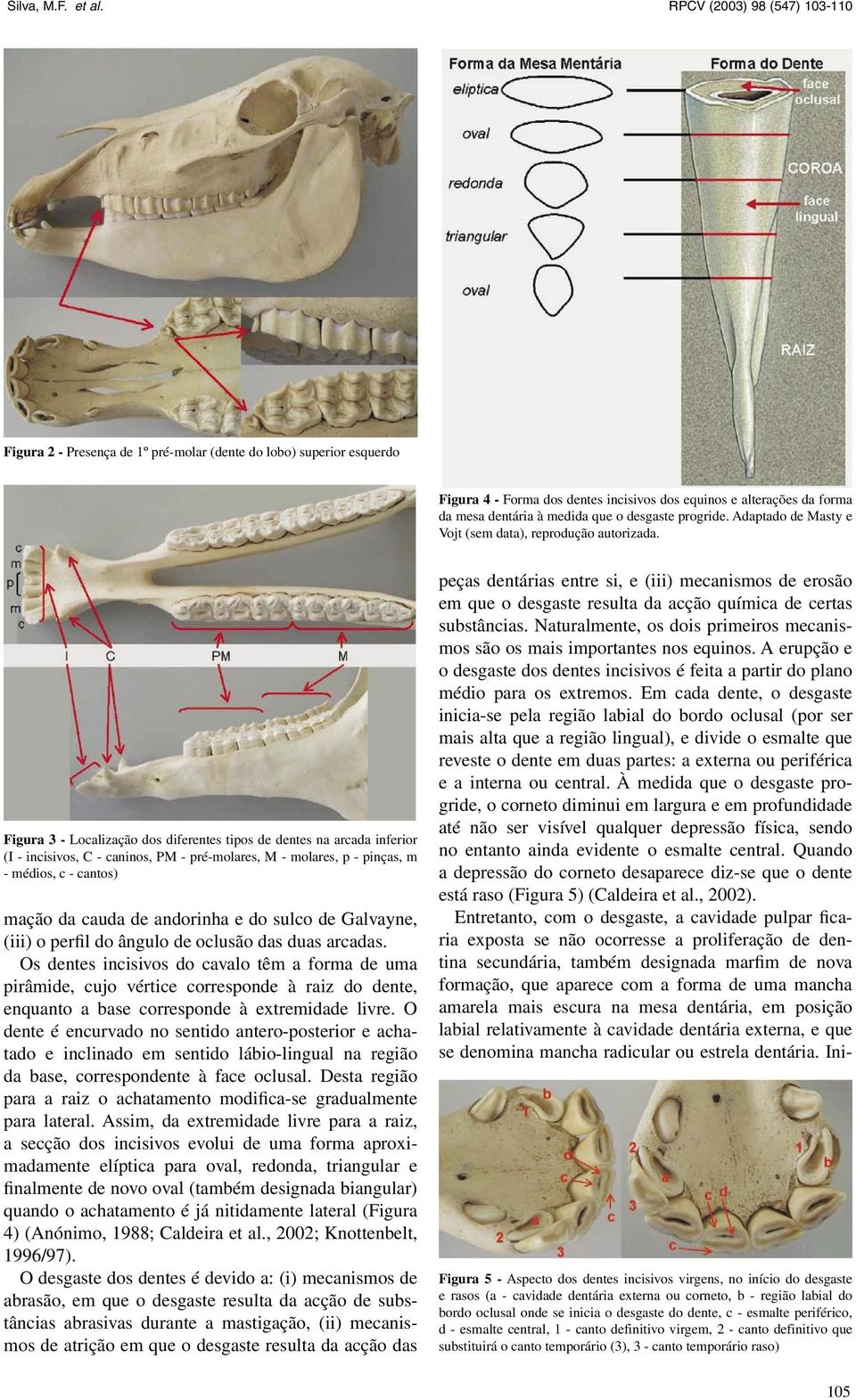 Figura 3 - Localização dos diferentes tipos de dentes na arcada inferior (I - incisivos, C - caninos, PM - pré-molares, M - molares, p - pinças, m - médios, c - cantos) mação da cauda de andorinha e