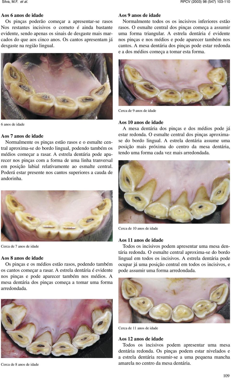 A estrela dentária é evidente nos pinças e nos médios e pode aparecer também nos cantos. A mesa dentária dos pinças pode estar redonda e a dos médios começa a tomar esta forma.