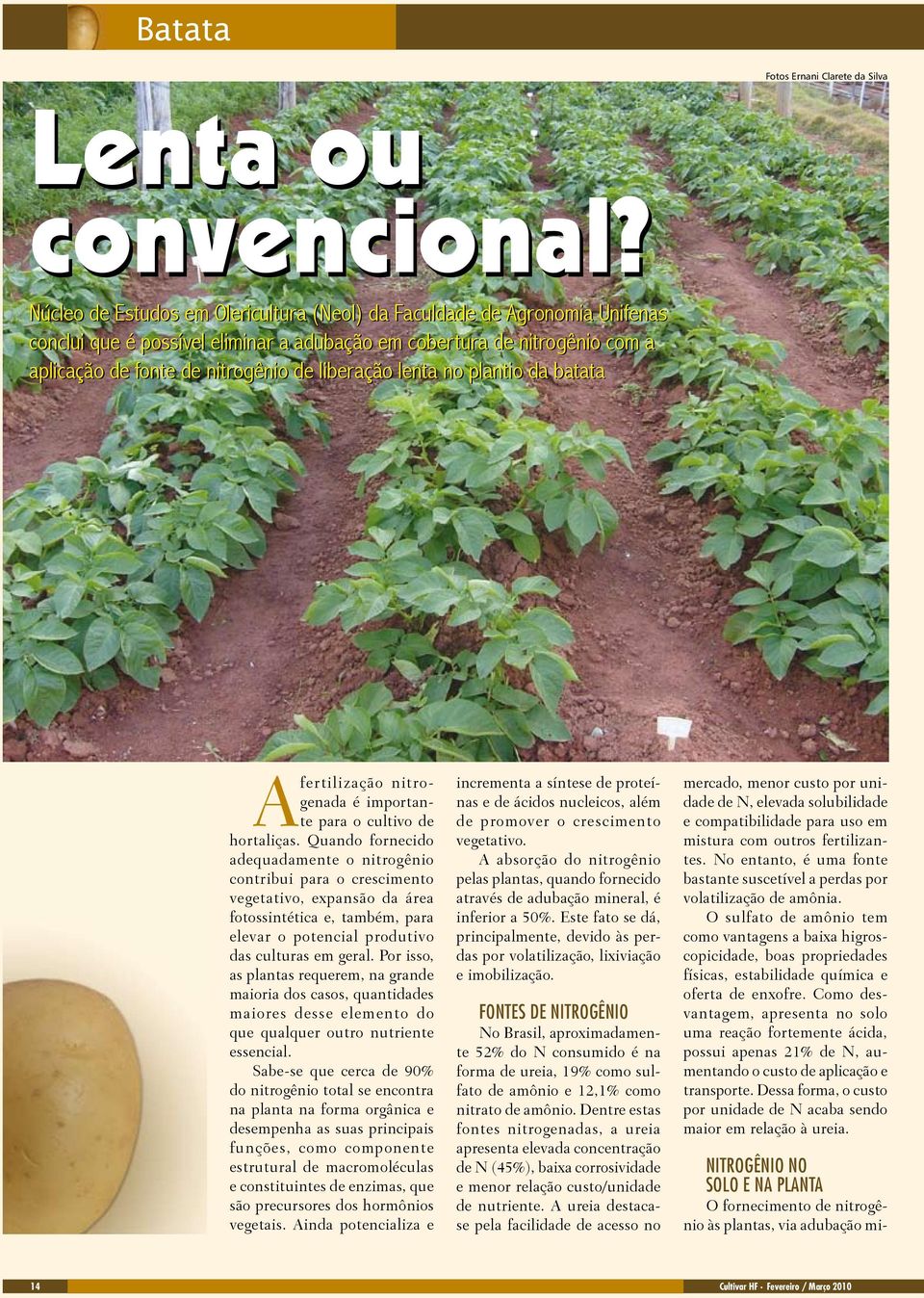 lenta no plantio da batata A fertilização nitrogenada é importante para o cultivo de hortaliças.